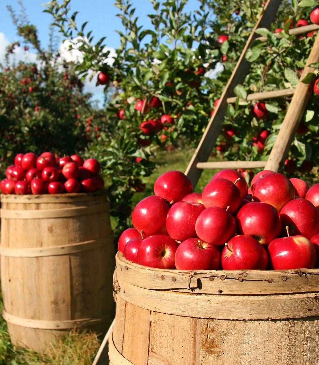 picture of an apple orchard