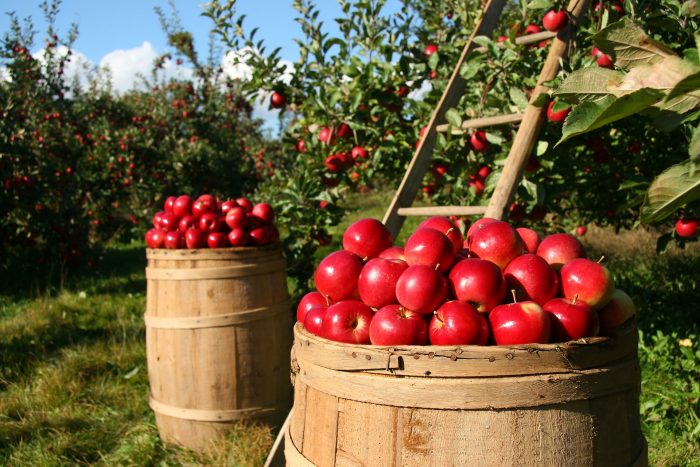 picture of an apple orchard