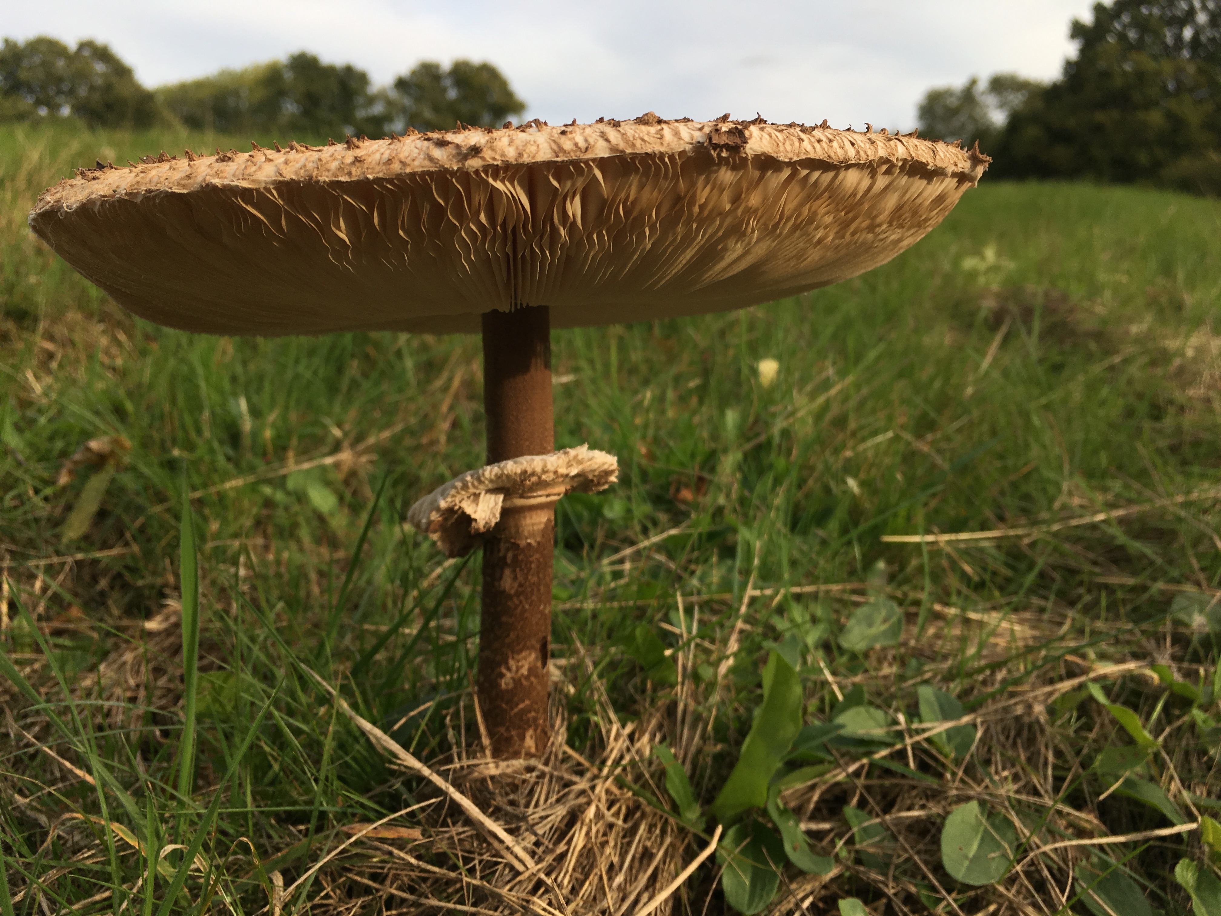 photograph of a mushroom in a field