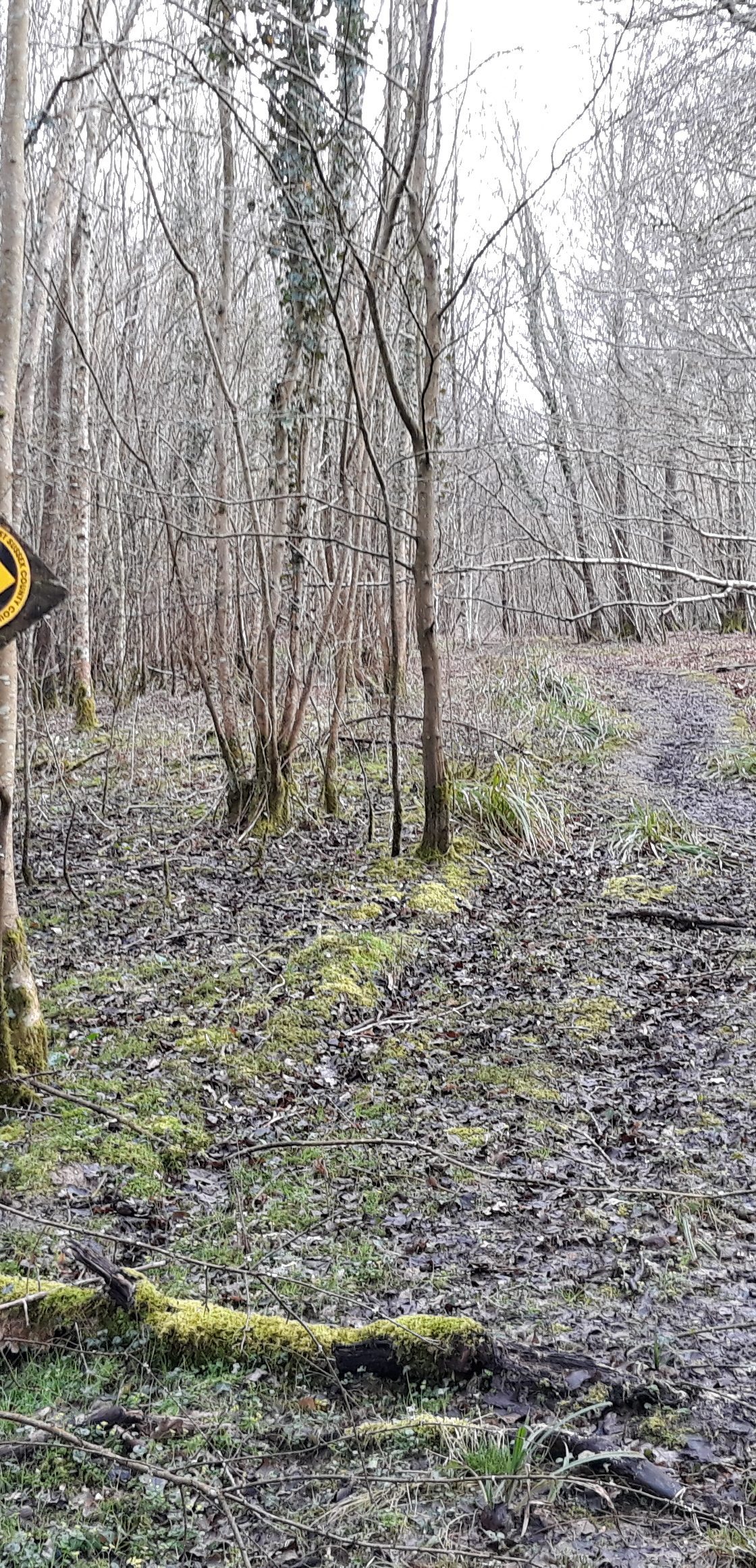image of public footpath sign in woods